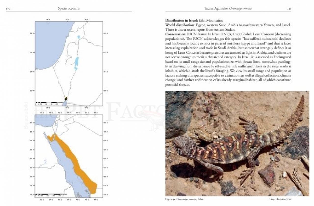 Field Guide to the Amphibians and Reptiles of Israel